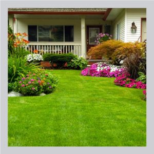 Lawn Care, Plant Food & Compost