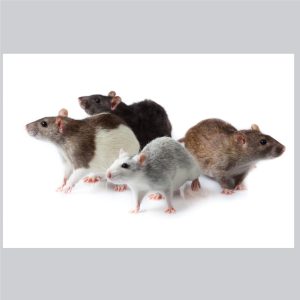 Pest Control