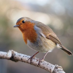 Ambassador Robin & Singbird No Mess Seed 1kg