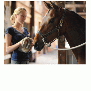 Horse Care