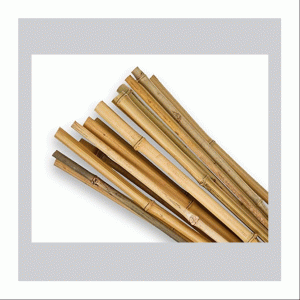 Bamboo Canes