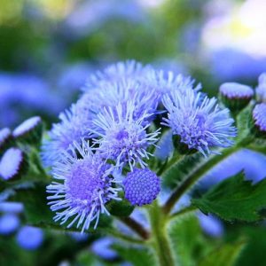 Flower Seeds