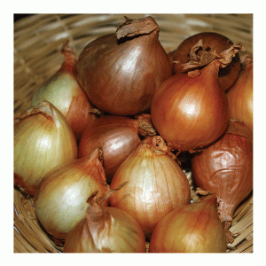 10pc Golden Gourmet Shallots De Ree