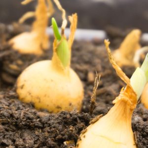 Flower Bulbs