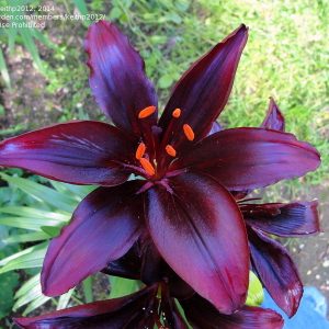 Exotic Bulb Collection De Ree