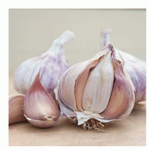 2pc Garlic Pink Germidour  De Ree