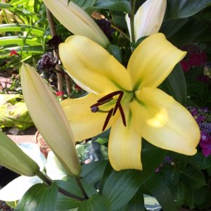 Exotic Bulb Collection