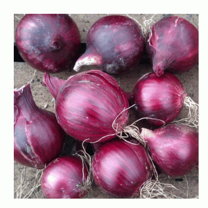 50pc Red Baron Onions De Ree
