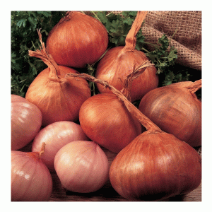 10pc Red Sun Shallots De Ree