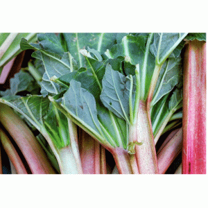 1pc Rhubarb Holsteiner De Ree