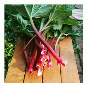 1pc Rhubarb Red Champagne De Ree