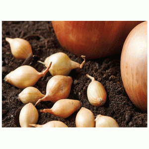 50pc Setton Onions De Ree