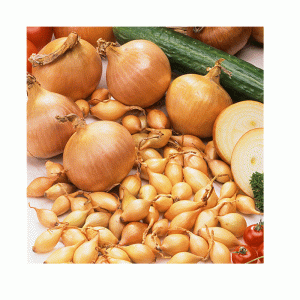 50pc Sturon Onion De Ree