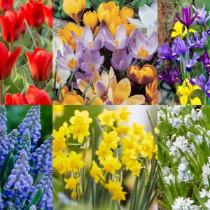 De Ree Magical Mixtures Flower Bulbs