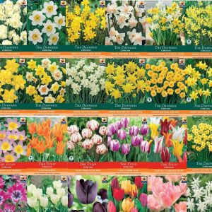 De Ree Bumper Pack Flower Bulb