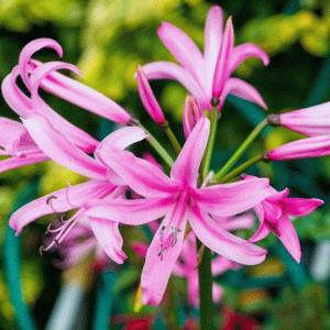 Premier Bulb Collection De Ree