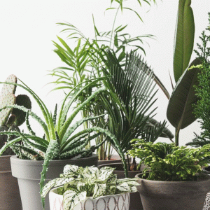 Plants
